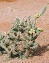 Zion National Park tours