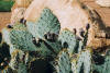 Zion tours