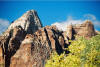 Zion tours
