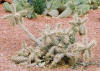 Zion tours Las vegas